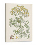 Saffron Botanicals Iv | Cuadro decorativo de Canvas Lab