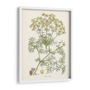 Saffron Botanicals Iv | Cuadro decorativo de Canvas Lab