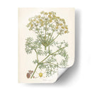Saffron Botanicals Iv | Cuadro decorativo de Canvas Lab