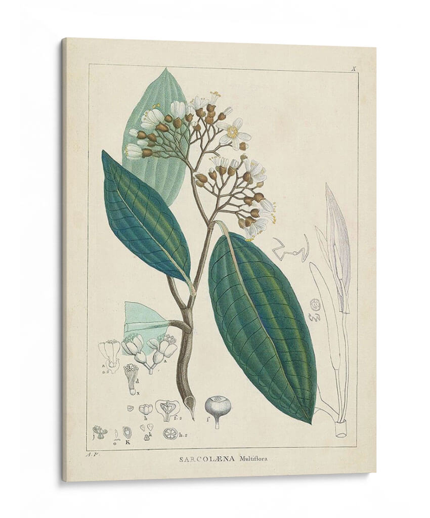 Verdor Vintage I | Cuadro decorativo de Canvas Lab