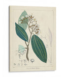 Verdor Vintage I | Cuadro decorativo de Canvas Lab