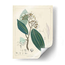 Verdor Vintage I | Cuadro decorativo de Canvas Lab