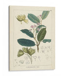 Vintage Verdure Ii | Cuadro decorativo de Canvas Lab