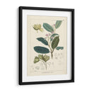 Vintage Verdure Ii | Cuadro decorativo de Canvas Lab