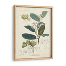 Vintage Verdure Ii | Cuadro decorativo de Canvas Lab