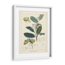 Vintage Verdure Ii | Cuadro decorativo de Canvas Lab