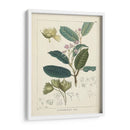 Vintage Verdure Ii | Cuadro decorativo de Canvas Lab
