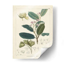Vintage Verdure Ii | Cuadro decorativo de Canvas Lab