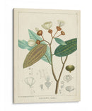 Vintage Verdure Iii | Cuadro decorativo de Canvas Lab