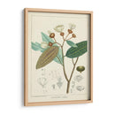 Vintage Verdure Iii | Cuadro decorativo de Canvas Lab