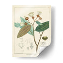 Vintage Verdure Iii | Cuadro decorativo de Canvas Lab