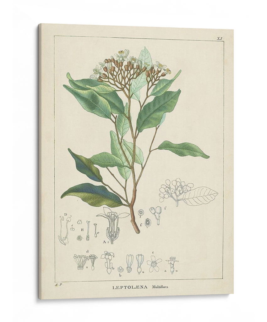 Vintage Verdure Iv | Cuadro decorativo de Canvas Lab