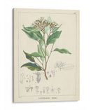 Vintage Verdure Iv | Cuadro decorativo de Canvas Lab