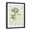 Vintage Verdure Iv | Cuadro decorativo de Canvas Lab