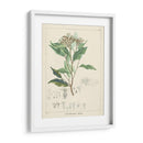 Vintage Verdure Iv | Cuadro decorativo de Canvas Lab