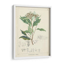 Vintage Verdure Iv | Cuadro decorativo de Canvas Lab