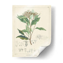 Vintage Verdure Iv | Cuadro decorativo de Canvas Lab