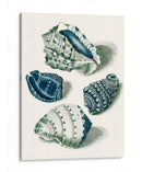 Cáscaras De Celadon I - Vision Studio | Cuadro decorativo de Canvas Lab