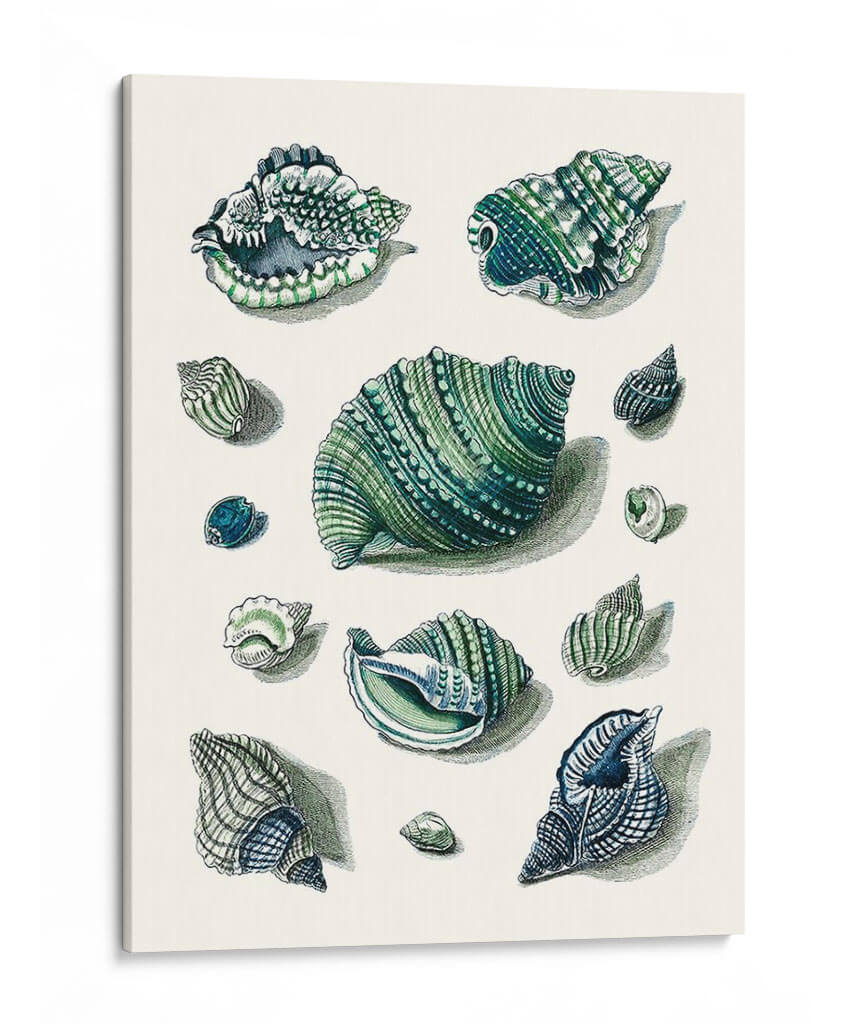 Celadon Shells Ii - Vision Studio | Cuadro decorativo de Canvas Lab