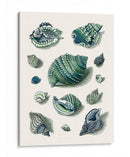 Celadon Shells Ii - Vision Studio | Cuadro decorativo de Canvas Lab