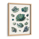 Celadon Shells Ii - Vision Studio | Cuadro decorativo de Canvas Lab