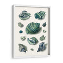 Celadon Shells Ii - Vision Studio | Cuadro decorativo de Canvas Lab