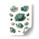Celadon Shells Ii - Vision Studio | Cuadro decorativo de Canvas Lab