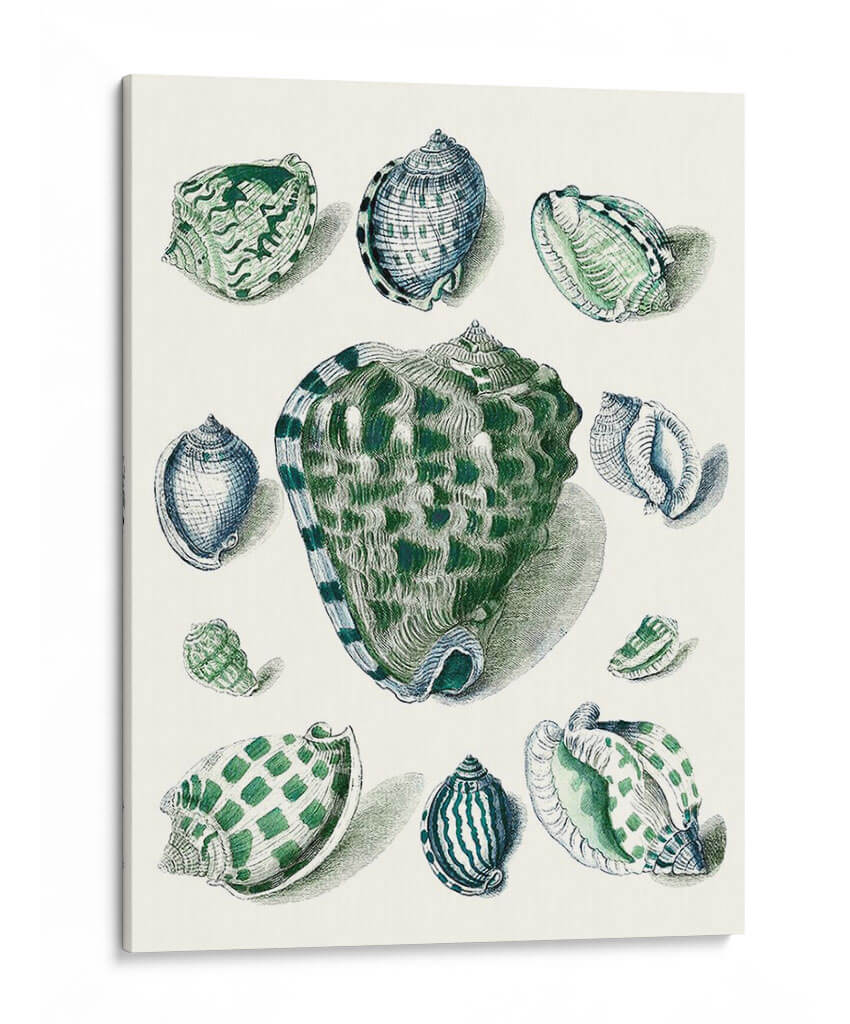 Celadon Shells Iii - Vision Studio | Cuadro decorativo de Canvas Lab