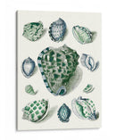 Celadon Shells Iii - Vision Studio | Cuadro decorativo de Canvas Lab