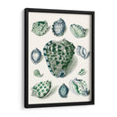 Celadon Shells Iii - Vision Studio | Cuadro decorativo de Canvas Lab