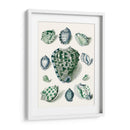 Celadon Shells Iii - Vision Studio | Cuadro decorativo de Canvas Lab