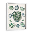 Celadon Shells Iii - Vision Studio | Cuadro decorativo de Canvas Lab