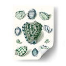 Celadon Shells Iii - Vision Studio | Cuadro decorativo de Canvas Lab