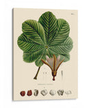 Hojas Deliciosas I | Cuadro decorativo de Canvas Lab