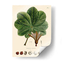 Hojas Deliciosas I | Cuadro decorativo de Canvas Lab