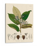 Hojas Deliciosas Ii | Cuadro decorativo de Canvas Lab