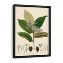 Hojas Deliciosas Ii | Cuadro decorativo de Canvas Lab
