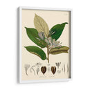 Hojas Deliciosas Ii | Cuadro decorativo de Canvas Lab