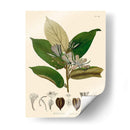 Hojas Deliciosas Ii | Cuadro decorativo de Canvas Lab