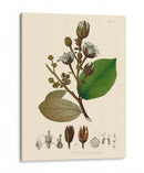 Hojas Deliciosas Iii | Cuadro decorativo de Canvas Lab