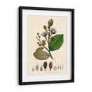 Hojas Deliciosas Iii | Cuadro decorativo de Canvas Lab