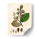 Hojas Deliciosas Iii | Cuadro decorativo de Canvas Lab