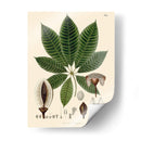 Hojas Deliciosas Iv | Cuadro decorativo de Canvas Lab