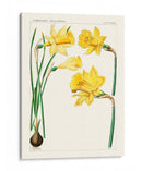 Botánicos Brillantes I | Cuadro decorativo de Canvas Lab