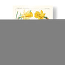 Botánicos Brillantes I | Cuadro decorativo de Canvas Lab