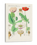 Botánicos Brillantes Ii | Cuadro decorativo de Canvas Lab