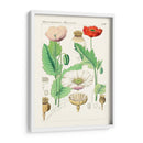 Botánicos Brillantes Ii | Cuadro decorativo de Canvas Lab