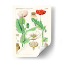 Botánicos Brillantes Ii | Cuadro decorativo de Canvas Lab