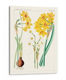 Botánicos Brillantes Iii | Cuadro decorativo de Canvas Lab