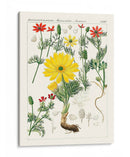 Botánicos Brillantes Iv | Cuadro decorativo de Canvas Lab